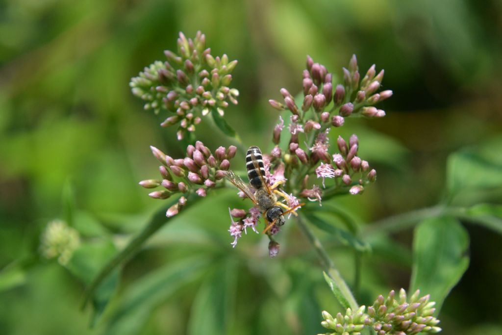 Determinazione Imenottero